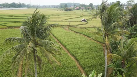 Aerial-of-agricultural-rice-and-crop-fields-in-Karawang,-Kutamaneuh,-Java,-Indonesia