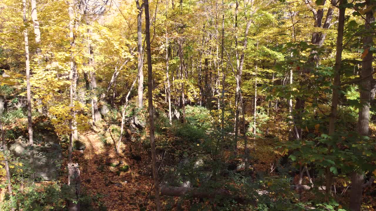 カメラがカラフルな葉に深く浸り込んで下の驚くべき自然の風景を明らかにします