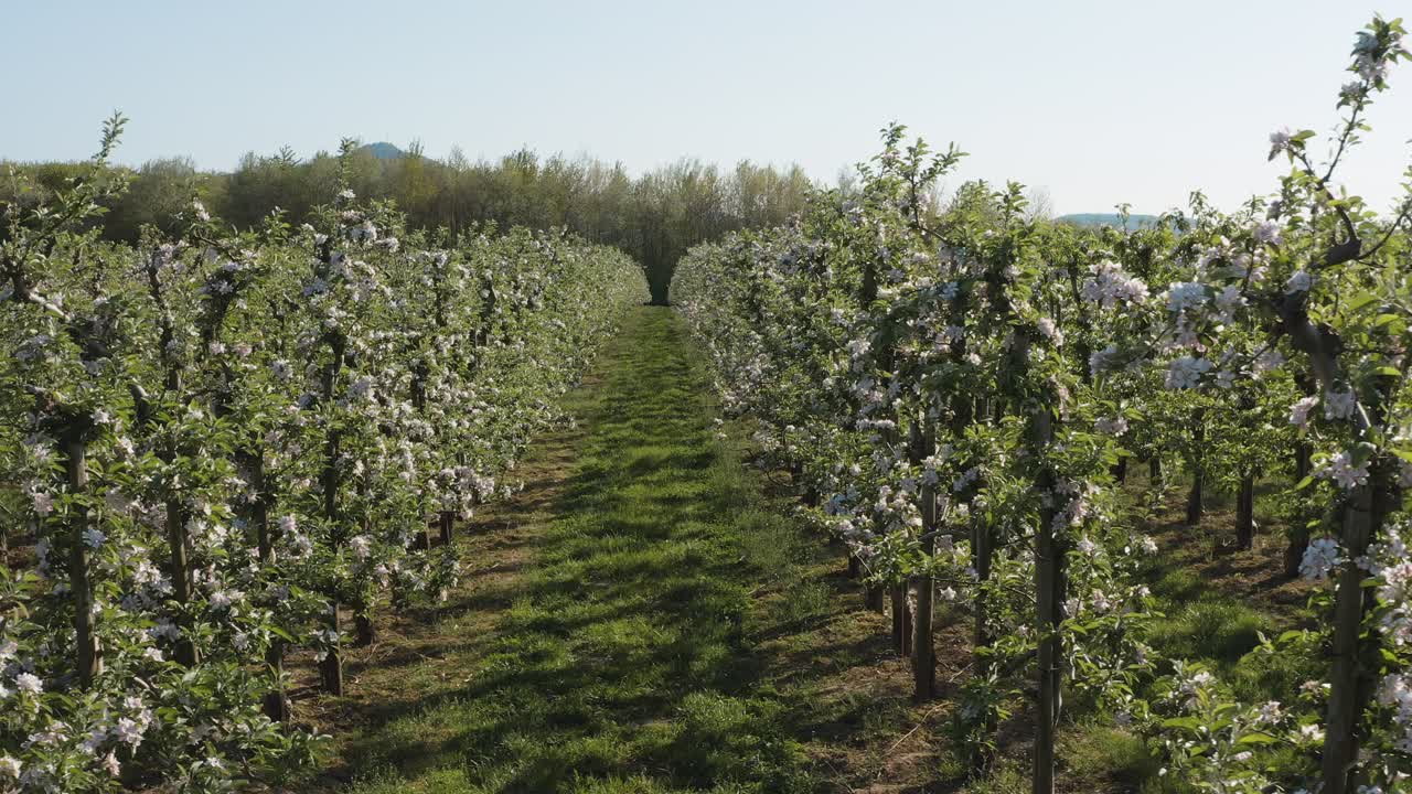 Drone - aerial shot of a sunny white apple blossom with bees on a big field 25p