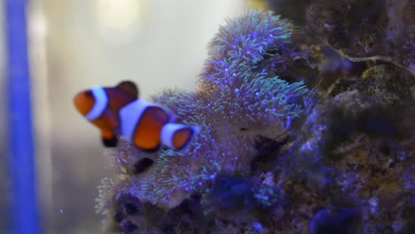 Grüne-Sternpolypen,-Die-In-Einem-Riffaquarium-In-Wasserströmung-Fließen,-Und-Clownfische,-Die-In-Der-Szene-Schwimmen