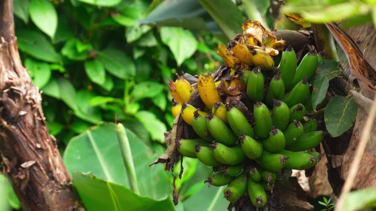 Still shot of green and ripe plantains partially eaten by birds on the tree. Ideal for wildlife, farming, and tropical nature projects.