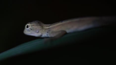 The-Oriental-Garden-Lizard-is-also-called-the-Eastern-Garden-Lizard,-Bloodsucker-and-Changeable-Lizard