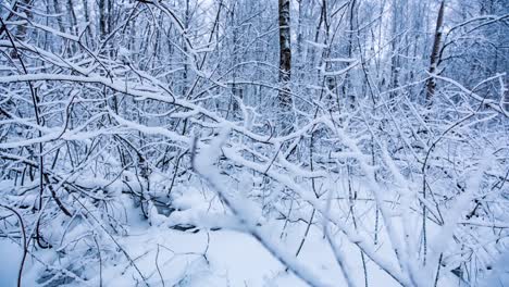 snowy branches in forest.
