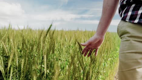 close-up of man touching wheat crops in field