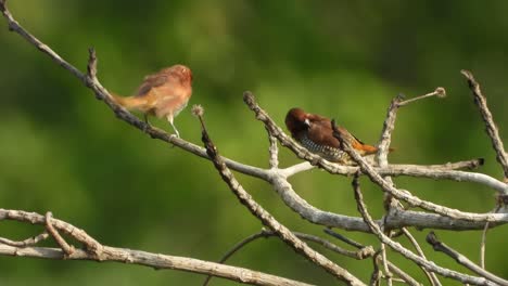 Munia-De-Pecho-Escamoso-En-El-árbol-Uhd-Mp4-4k-Video