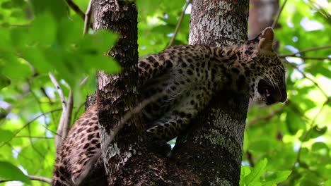 El-Leopardo-De-Indochina-Es-Una-Especie-Vulnerable-Y-Uno-De-Los-Grandes-Felinos-De-Tailandia