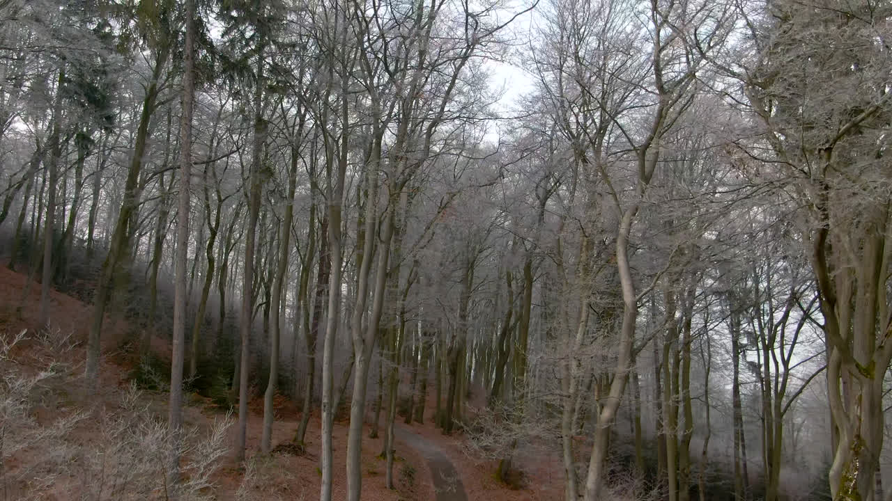 땅에 오렌지 잎이 있는 따뜻한 햇빛 아래 가을 산책 숲길