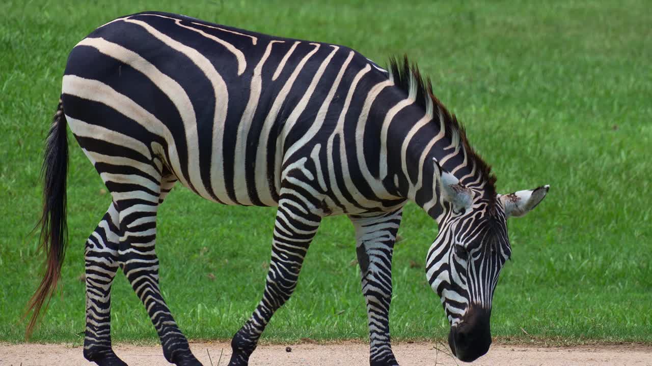 Nærbillede af en Steppezebra (Equus quagga), der græsser på grønt græs