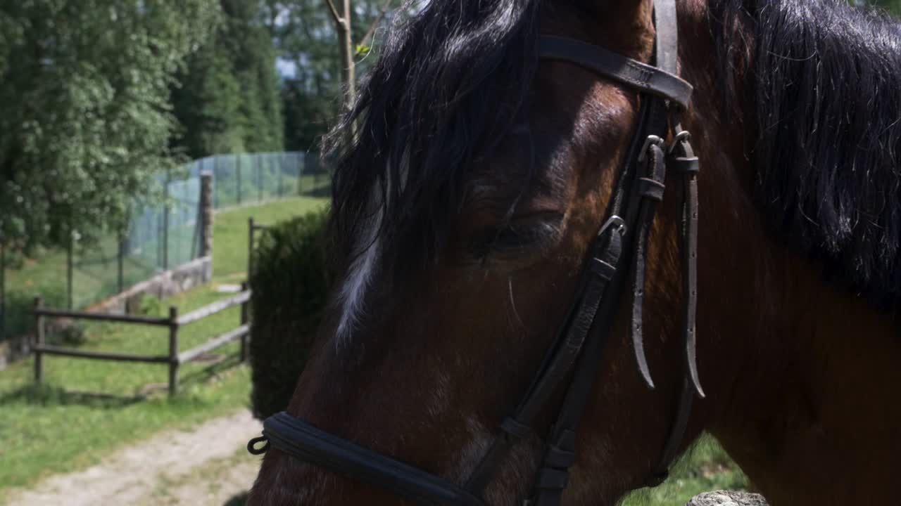 Slow Motion Footage of a Horse looking to the camera and blinking.
