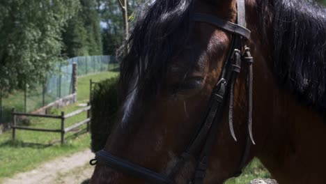 slow motion footage of a horse looking to the camera and blinking.
