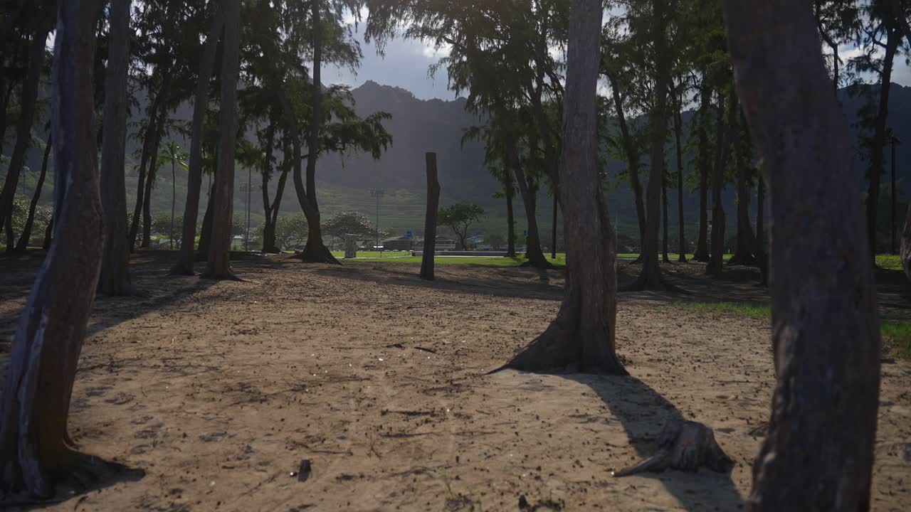 toma panorámica de algunos árboles con arena en el suelo