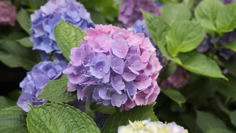 hydrangea or hortensia flowering plants in the street