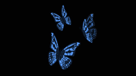 three blue butterflies on black background