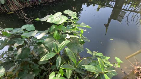 leaves and calm water with subtle ripples