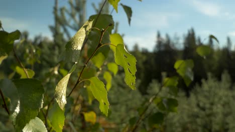 diapositiva órbita primer plano de hojas verdes y follaje de abedul iluminado por el sol dorado, bajo un cielo azul
