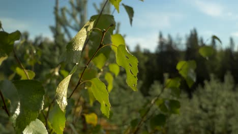 slide orbit close up shot of green leafs and foliage of birch tree lit by golden sunshine, under blue sky