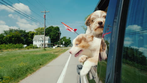 Ein-Paar-Hunde-Mit-Der-Flagge-Von-Kanada-Fahren-In-Einem-Auto-Aus-Dem-Fenster