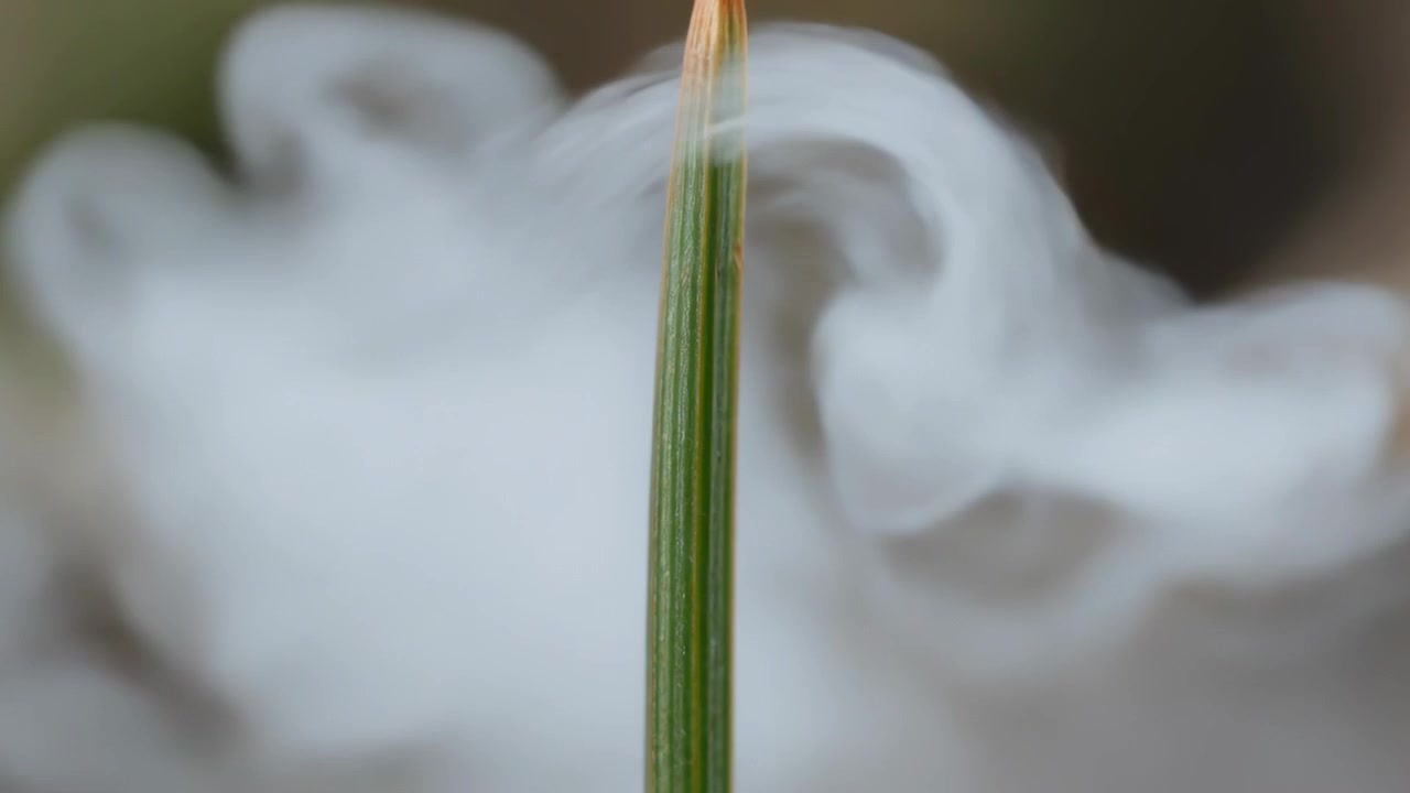 Formandosi da un sottile sbuffo, anelli di vapore che girano, fondendosi in nebbia, oscurando un filo d'erba in macro.