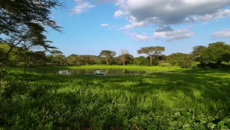 aerial view of a pond, in middle of jungles of kenya africa - rising, drone shot