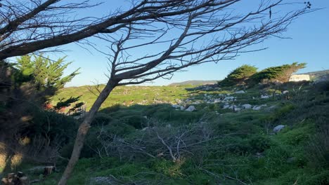 man-walking-amidst-the-framing-greens-of-Guincho-beach,-surrounded-by-nature's-beauty,-is-a-peaceful-and-invigorating-experience