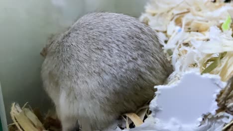 newborn gerbil pup suckling milk from its mother in the nest