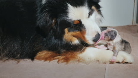 pastor australiano cuida a su cachorro recién nacido 02