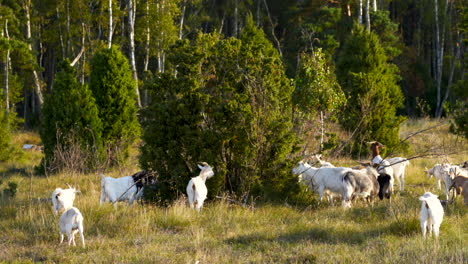 bunch of goats walking around bushes and grazing them on a sunny day