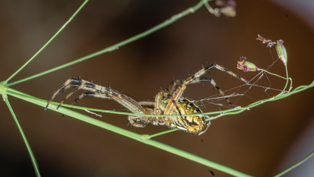 Macro Of Lynx Spider On The Twigs Of Plant In The Garden. - zoom in shot