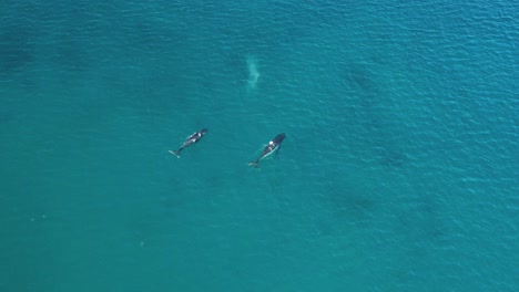 Excelente-Toma-Aérea-De-Grandes-Ballenas-Azules-Rompiendo-Las-Aguas-Cerca-De-Augusta,-Australia