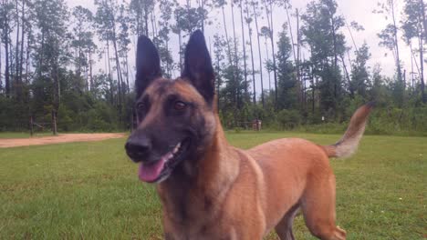 Slow-motion-of-a-Belgian-Malinois-dog-following-up-close-in-a-yard