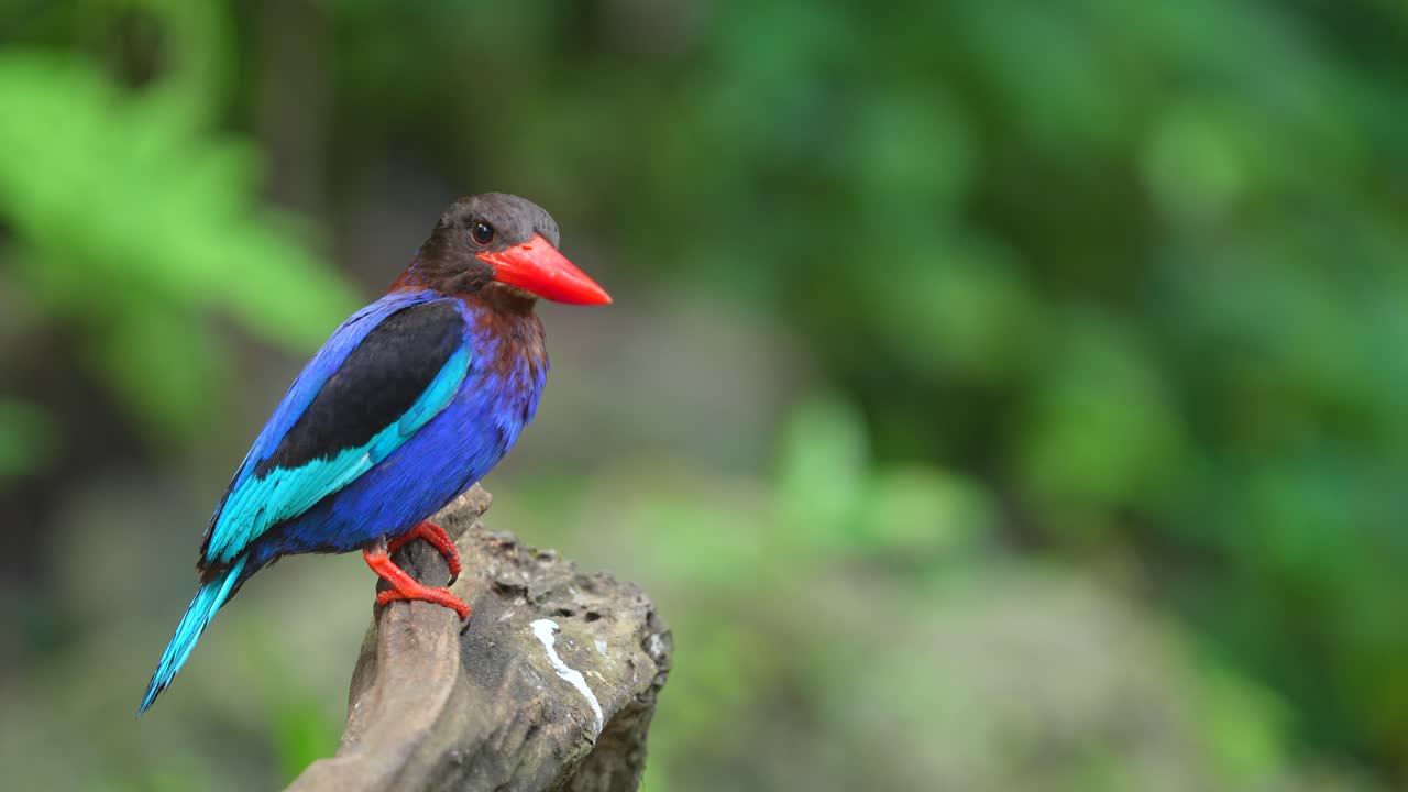 A blue kingfisher with a red beak perched on a branch