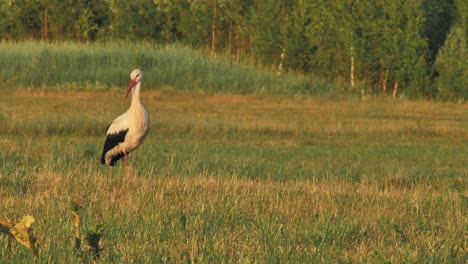 Ein-Einsamer-Storch-Mitten-Auf-Einer-Wiese