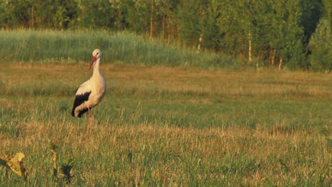 una cigüeña solitaria en el medio de un prado