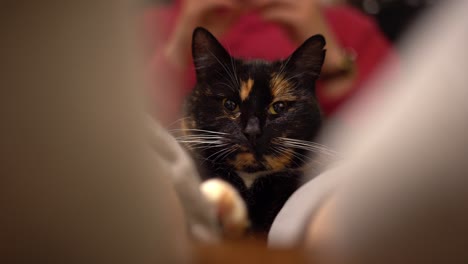 cat stares at camera framed by person's blurred feet in foreground