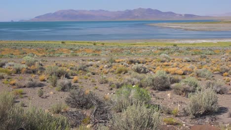 Una-Toma-De-Establecimiento-Del-Lago-Piramidal-Nevada-1