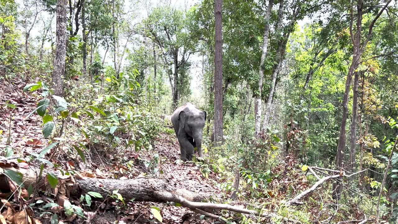 Elephant Calf Playing And Eating In The Forest In Chiang Mai, Thailand