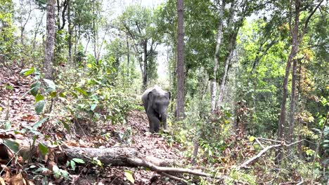 Elephant-Calf-Playing-And-Eating-In-The-Forest-In-Chiang-Mai,-Thailand