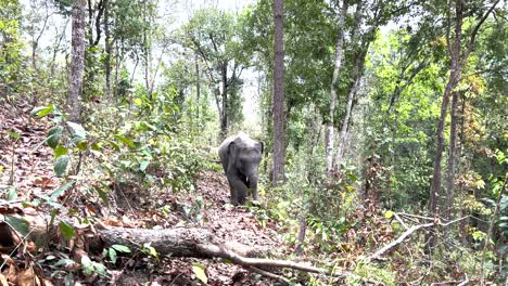 un elefante pequeño jugando y comiendo en el bosque en chiang mai, tailandia