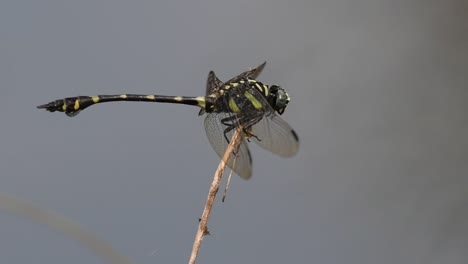 Die-Gemeine-Flanschschwanzlibelle-Kommt-Häufig-In-Thailand-Und-Asien-Vor