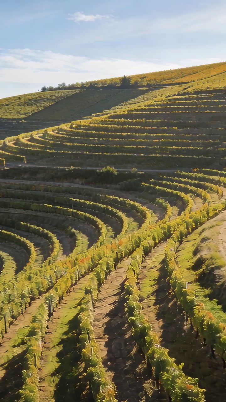 Vertical video: Panning camera showing terraced vines moving down slope, showing posts, dirt tracks