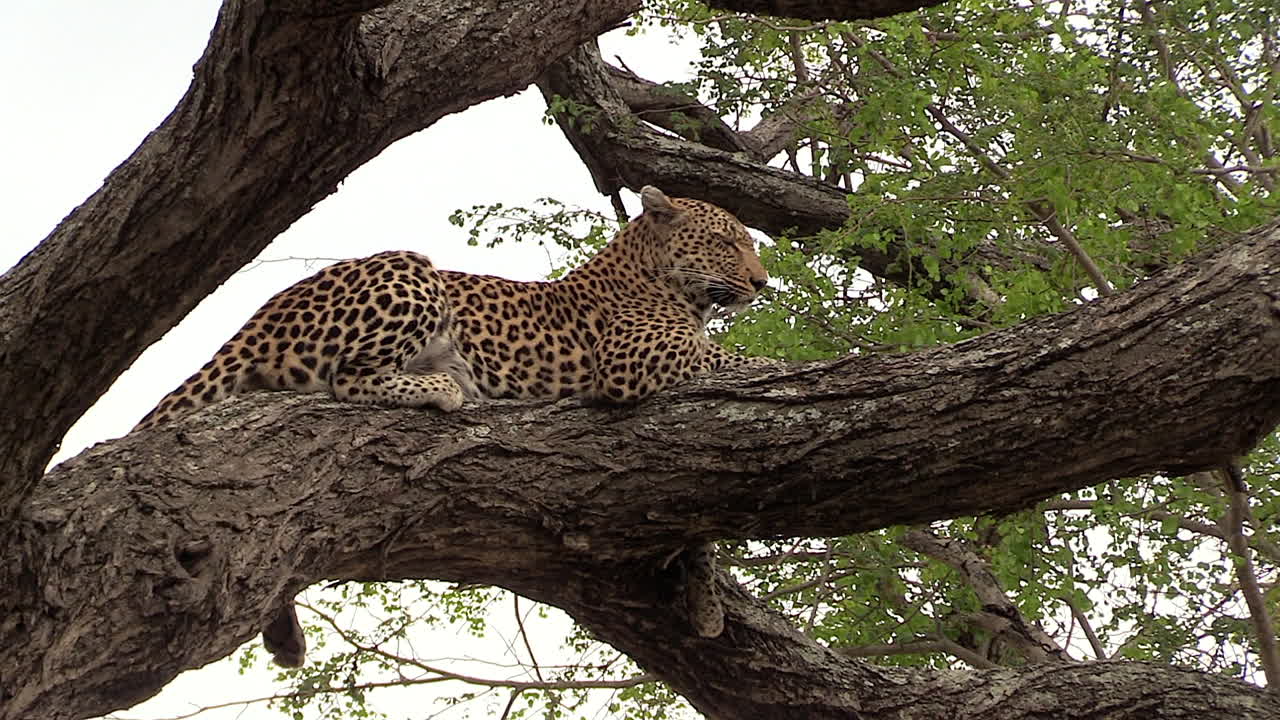 hermoso leopardo descansando en un árbol