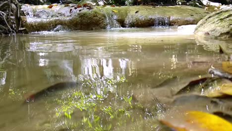 Bewegtes-Wasser-In-Einem-Flachen,-Schlammigen-Wasser-Mit-Schwimmenden-Kleinen-Fischen