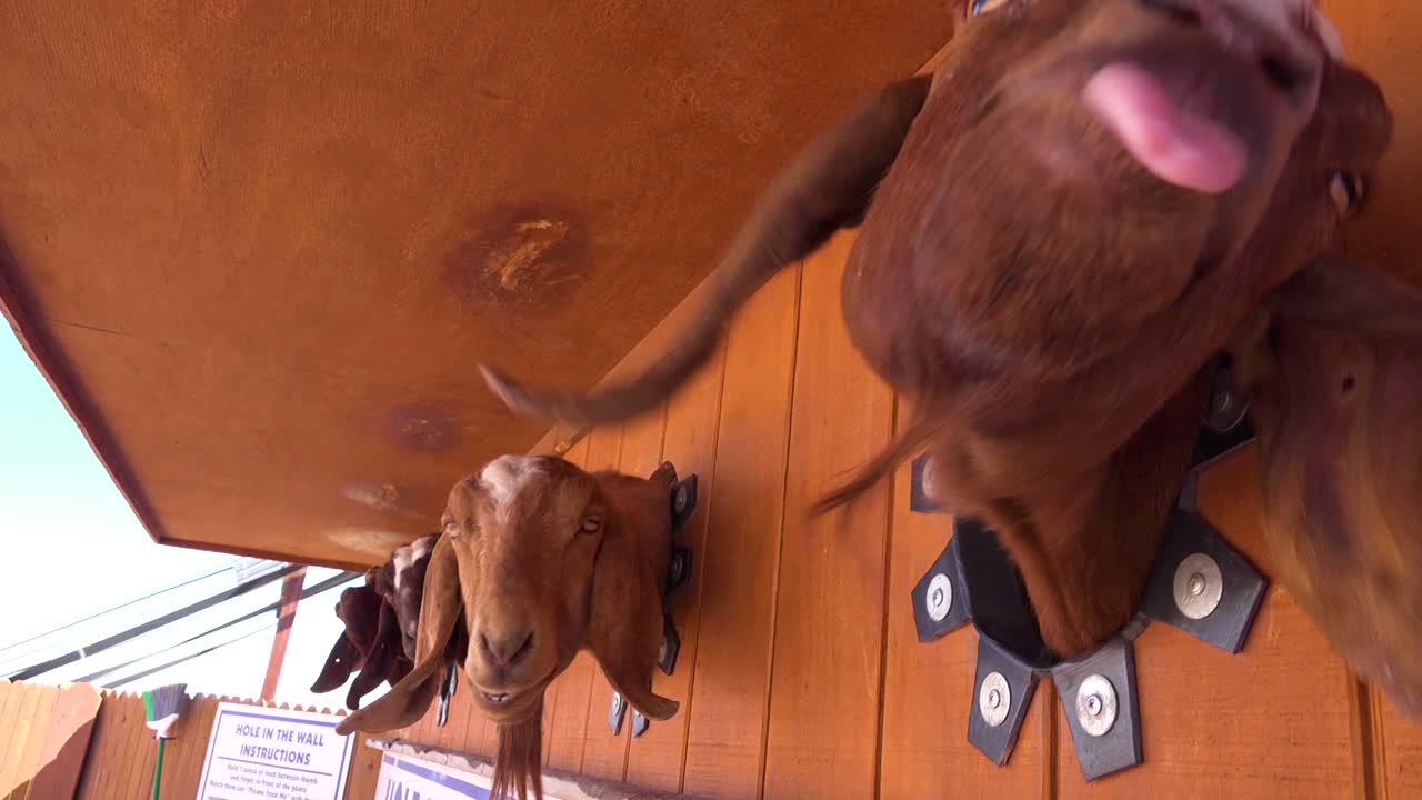 Goats stick their heads through a hole to get food at a fair or carnival