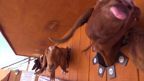 goats stick their heads through a hole to get food at a fair or carnival