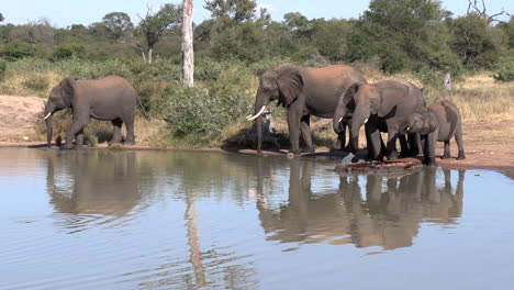 Eine-Kleine-Elefantenherde,-Die-An-Einem-Wasserloch-Im-Krüger-Nationalpark-In-Afrika-Trinkt