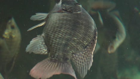 4K-Nahaufnahme-Von-Tilapia-Fischen,-Die-Im-Süßwasser-Schwimmen