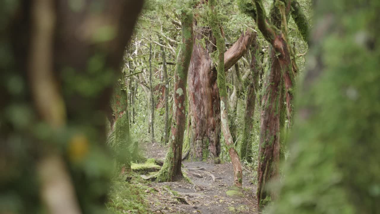 Mysterious Mossy Forest Path