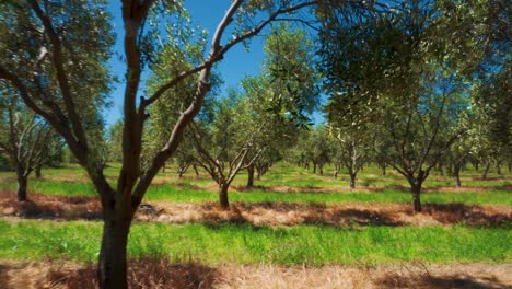 Olive-grove-on-sunny-summer-day-with-long-grass-in-between-rows