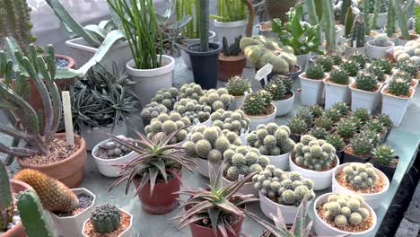 variety of cacti in a greenhouse setting