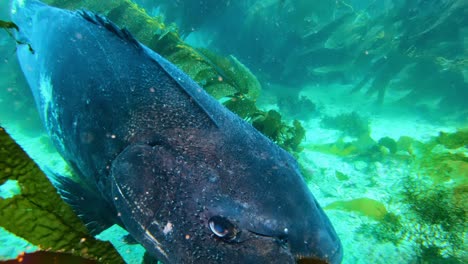 giant black sea bass in his habitat - the giant kelp in the clean ocean